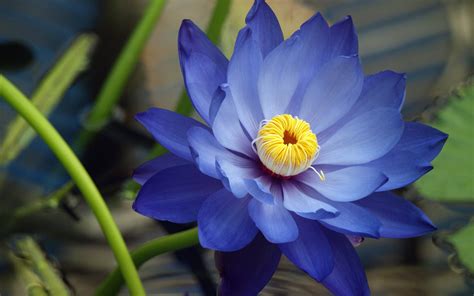 Blue lotus .